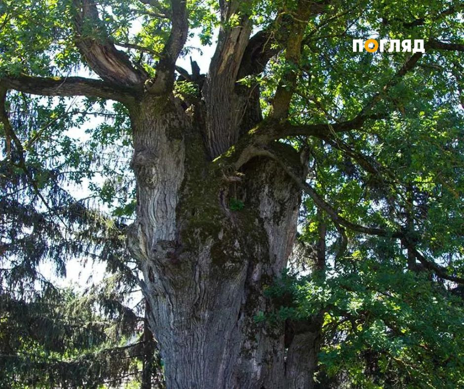 У Бучанській громаді буде реєстр цінних дерев, яким кілька століть - зображення